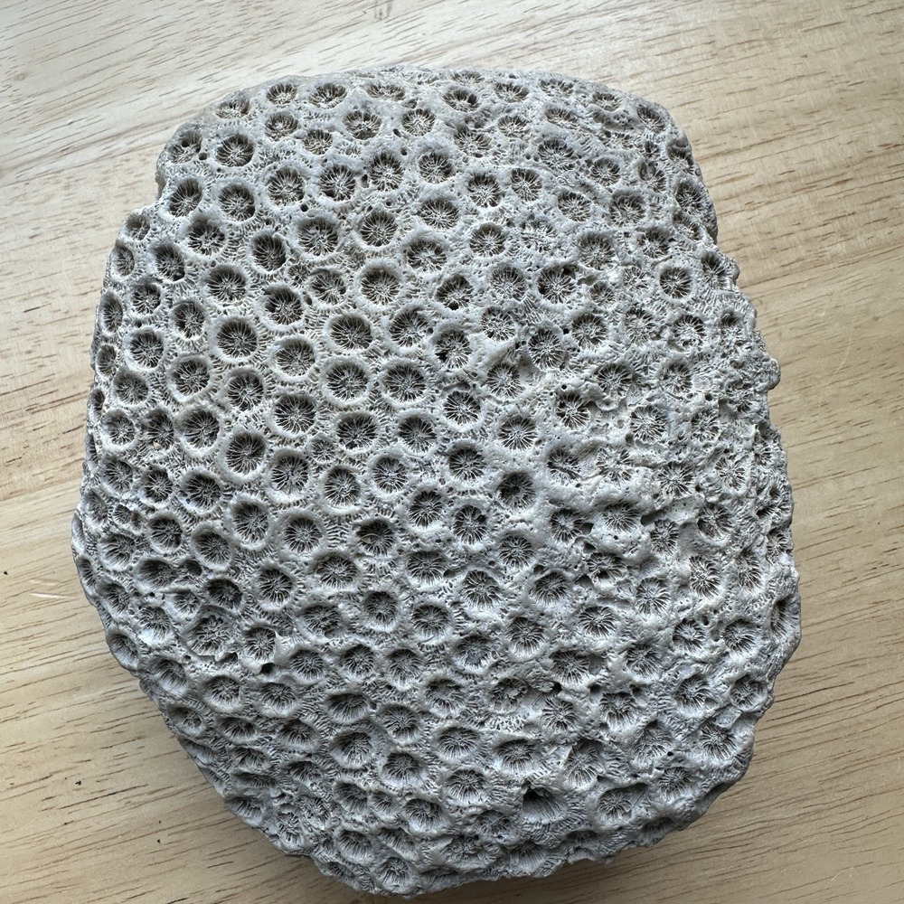 Fossil Coral Colony Specimen 5.5" Detailed Tarrant County Texas Creek Find 42 oz